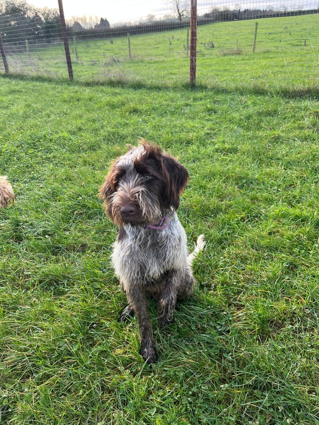 image of a dog