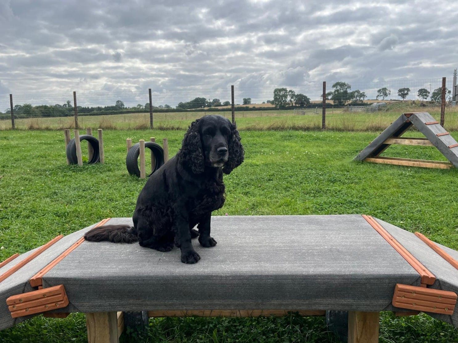 Black dog on agility course