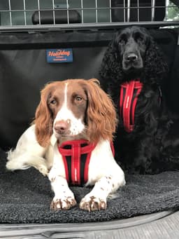 Hound Station
